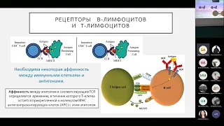 12.04.2022 || Математическое моделирование иммунодоминантности