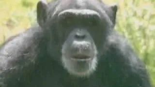 Chimpanzees in Central Africa