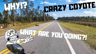 Coyote Runs Out in Front of Me! | Jacksonville Group Ride | ZX-10 vs Streetfighter V4