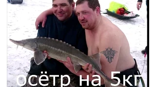 Ловля осётра 4,5 КГ зимой Fishing for sturgeon in the winter, 4.5 KG