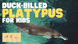 ASL Duck-Billed Platypus for Kids