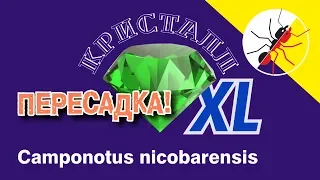 Муравьи Camponotus nicobarensis пересадка в формикарий Кристалл - XL