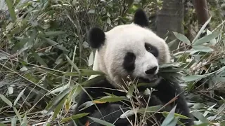 🐼Watch pandas up close
