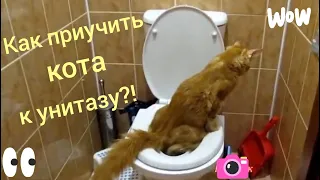 Как приучить кота к унитазу за 6 недель. Видеоинструкция.