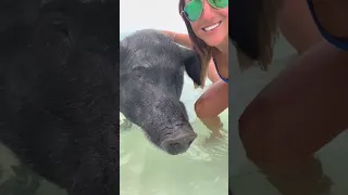 I took my girlfriends to the best pig beach in the Bahamas! #shorts #thebahamas #pigs