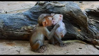 So sweet... Is the baby monkey kissing his little brother? Really cute