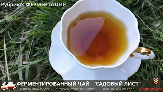 ферментированный  #чай из листьев ЗЕМЛЯНИКИ. Самый простой рецепт