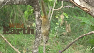 WildEarth - Sunset - 14 April 2021