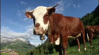 Vaches des Alpes la Clusaz la race abondance sportive et élégante le bon lait pour le reblochon.