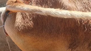 ai cow