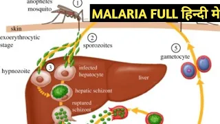 Malaria full information in hindi | Malaria parasite class in detail.