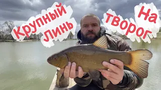 Как поймать линя на творог? Рыбалка на ЛИНЯ!