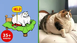 The FUNNIEST Cat Videos of 2024! 🤣 Try Not to Laugh