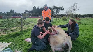 Daisy Cow Cesarean Section - Vet performs a cesarean section ("C-section") cow with twisted uterus.