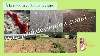 Croissance de la vigne // Évolution d'une plantation // Domaine Debreuille