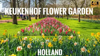 Netherlands, Keukenhof garden 2023, Tulip flower garden [4K]