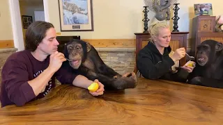 Chimp Dinner | Myrtle Beach Safari