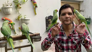 Super Handtame & Talking Parrot Kaise Bante hain | PBI Official