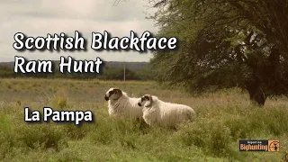 Argentina Big Hunting Scottish Blackface Ram Hunt