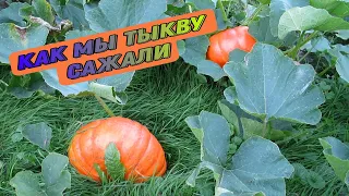 Посадка тыквы в открытый грунт семенами.