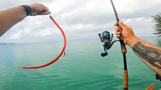 Florida Keys Fishing | Mega Flats Cudas on a 20" Surgical Tube!