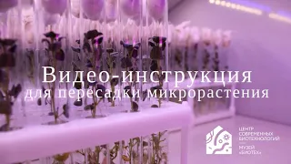 Как пересадить микрорастение из пробирки?