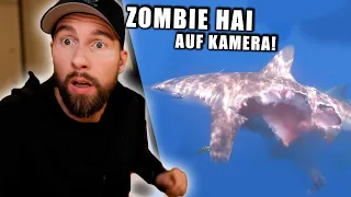 GEFILMT: Zombie Hai am Angelhaken - Was ist passiert? | Robert Marc Lehmann