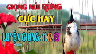 Chào Mào Hót Quá Hay [ GIÀ RỪNG +ÂM TRÒN DÀI ] Dùng Luyện Giọng Và Kích Bổi Tuyệt Vời,chaomaosongkon