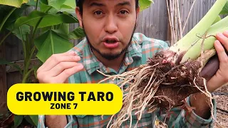 Growing Taro in Zone 7:  Experiment