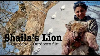 Shaila's Lion - A Wyoming Public Land Hunting Adventure