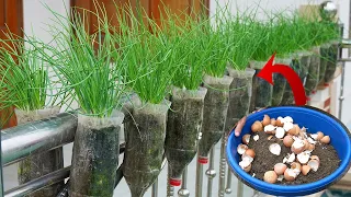 How To Grow Onions On The Balcony Creatively Bring High Yield