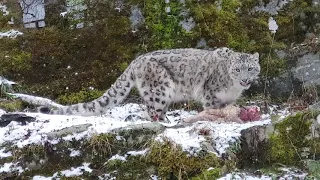 Snow leopard feeding time