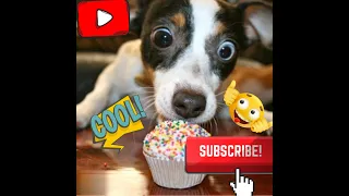 19| Best Of The 2022 Funny Animal Videos - Best Dogs And Cats Videos - Cutest Animals #19