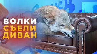 Волки съели диван