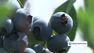 Složno, uspešno! ep. 210 26.03.2024. Plantaža borovnica porodice Veličković, Prokuplje