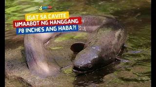 Igat sa Cavite, umaabot ng hanggang 70 inches ang haba?! | I Juander