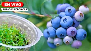 🟣Secretos para el Cultivo de Arándanos - Siembra hasta Cosecha - en Casa