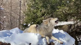 Gray Wolf Howls Beautifully in the Snow