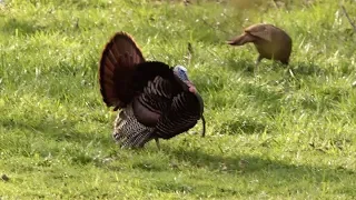 Arkansas Wildlife - S6.E2, Arkansas Turkey Hunting and Spring Fishing