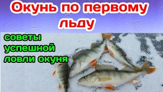 Как ловить окуня по первому льду. Как поймать окуня, щуку, плотву по первому льду.