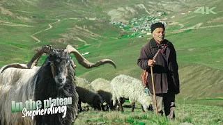 Yayla Çobanı Musa'nın Koyun ve Keçi Sürüsü | Belgesel ▫️4K▫️