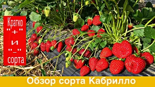 Обзор сорта клубники Кабрилло