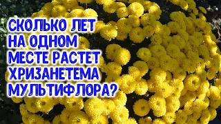 Сколько лет хризантема мультифлора может расти на одном месте?