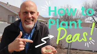How to Plant Peas In Your Garden