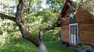 Продан. Будинок, на ділянці 1,3 га, межуючи з лісом, у Яворові, Косовського району. 65000$
