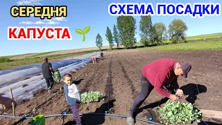 Посадка середньої Капусти. Наша технологія вирощування