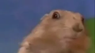 Dramatic hamster ( Dun Dun Duuun )