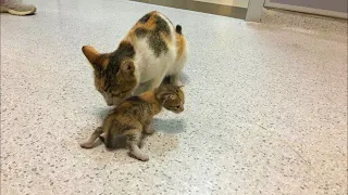Мама кошка обратилась к человеческим врачам за помощью своему малышу, притащив его в больницу