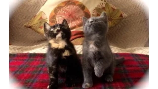 Kitten Jam - Turn Down For What Video (cute, funny cats/kittens dancing) (ORIGINAL)