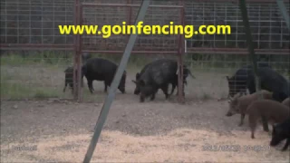 653 Hogs Caught So Far